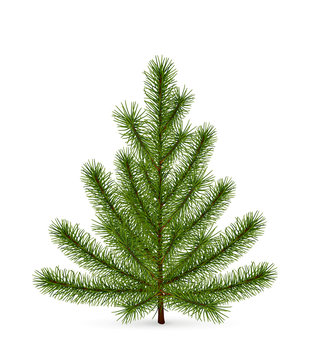 Spruce, high-quality