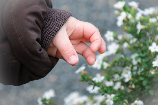 Kinderhand beim Blumen pflücken