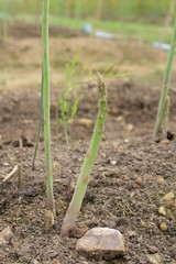 fresh asparagus