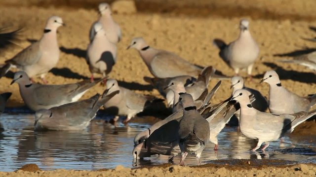 Cape turtle doves drinking water, Kalahari, South Africa