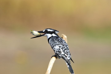 Pied Kingfisher (Ceryle rudis) with fish