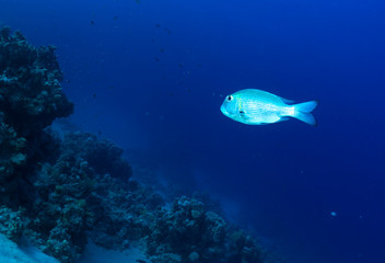 Humpnose big-eye bream on a coral reef in the Red Sea, Egypt.