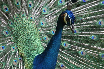 Obraz premium Peacock close-up