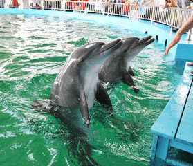 people hand petting dolphins