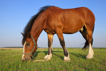 Horse on summer meadow