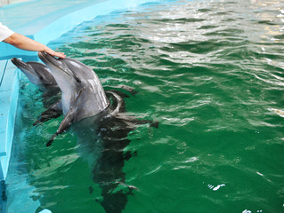 Obraz premium dolphin being fed