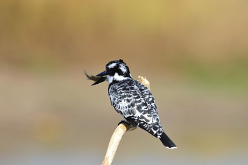 Pied Kingfisher (Ceryle rudis) with fish