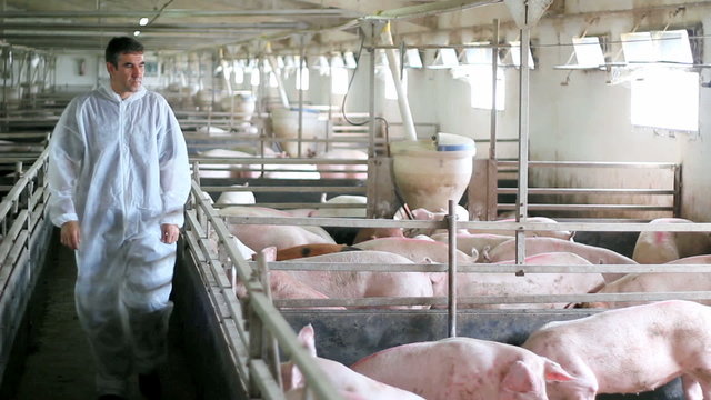 Pig Farm Worker - Veterinarian