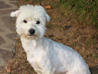 cane Maltese tosato