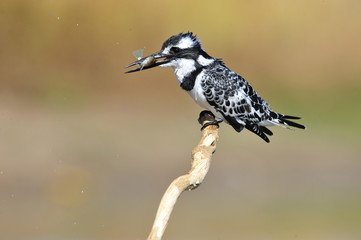 Pied Kingfisher (Ceryle rudis) with fish