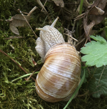 grapevine snail
