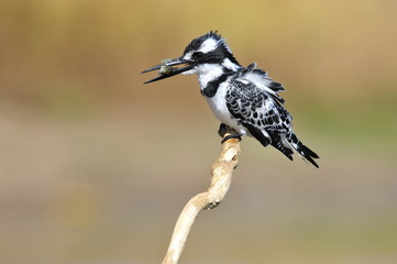 Obraz premium Pied Kingfisher (Ceryle rudis) with fish