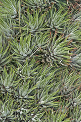 abstract succulent plants