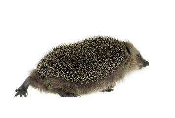 walking hedgehog in white back