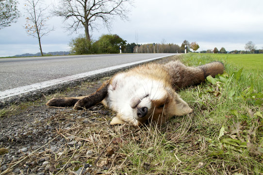 Roadkill Fox