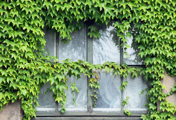 old window overgrown with green creeping plant