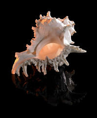 yellow illuminated seashell