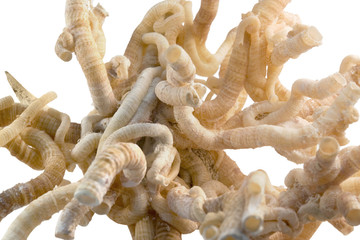 serpulid worm tubes