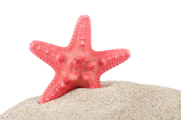 Sea Starfish isolated on white