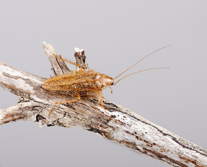German Cockroach macro - Blatella germanica