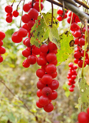 Berries of Schisandra chinensis