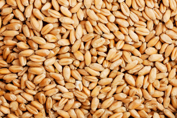 natural oat grains background