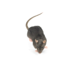 rat