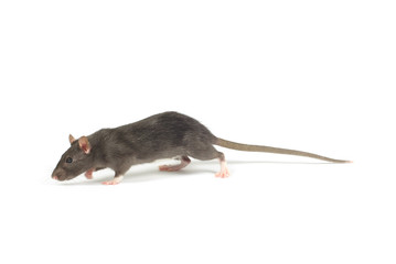 rat