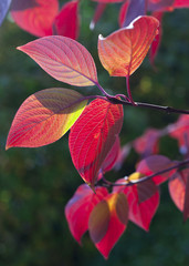 Autumn many-coloured leaves