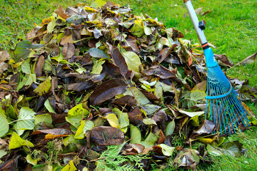 Herbstlaub