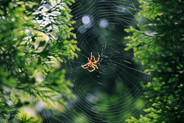 Fototapeta premium Garden spider (Araneus diadematus).