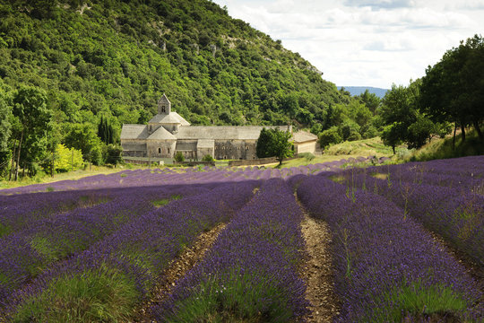 Abbey of Senanque in the Provence