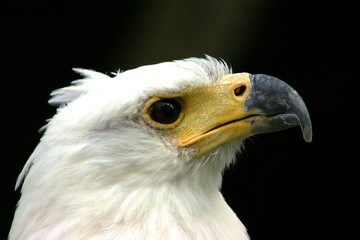 Portrait Weißkopfseeadler