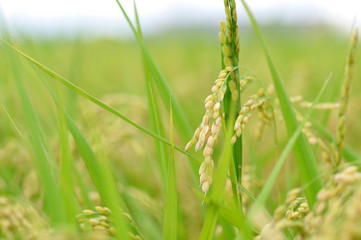 稲穂
