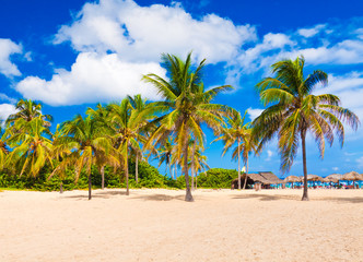 Fototapeta na wymiar Coconut trees on a beautiful beach in Cuba