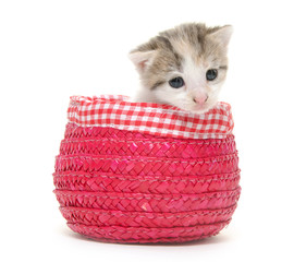 Cute baby kitten in basket