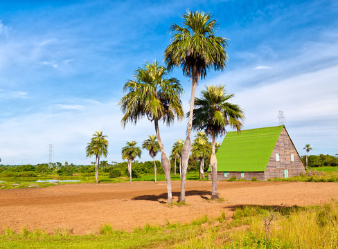 House For Curing Tobacco In The Cuban Region Of Vuelta Abajo