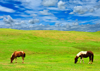 Horses on grass hill