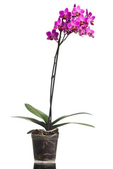 Fototapeta na wymiar orchid isolated on white background (shallow dof)