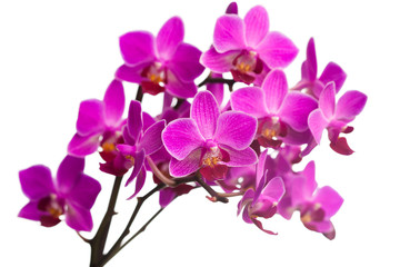 Fototapeta na wymiar orchidea na białym tle