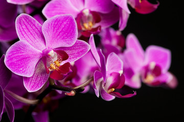 Fototapeta na wymiar orchid on black background (shallow DOF)