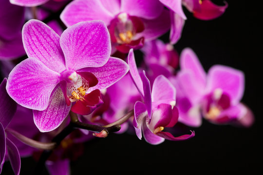 orchid on black background (shallow DOF)