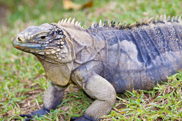 iguana