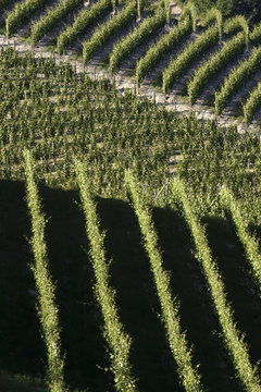 vineyard landscape summer