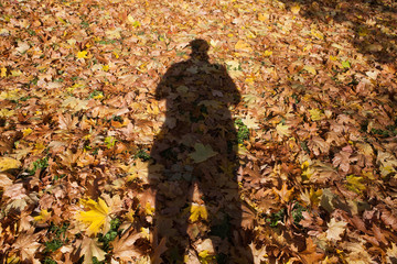 impression of leaves and autumn colors