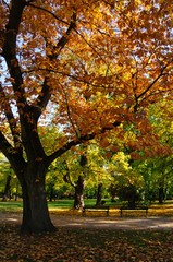 Naklejka premium Park in autumn