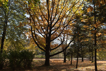 beautiful autumn trees in the park