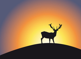Rotwild im Morgengrauen / Deer at dawn