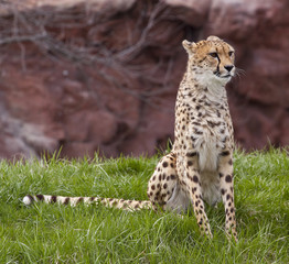 chita eating