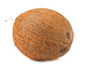 Single coconut on white background